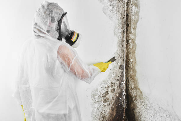 Best Emergency Mold Remediation  in Park Center, CO